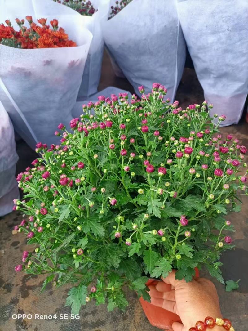 150#球菊菊花花苞多精选盆花实物实拍图发货标准如图