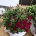 150#球菊菊花花苞多精选盆花实物实拍图发货标准如图