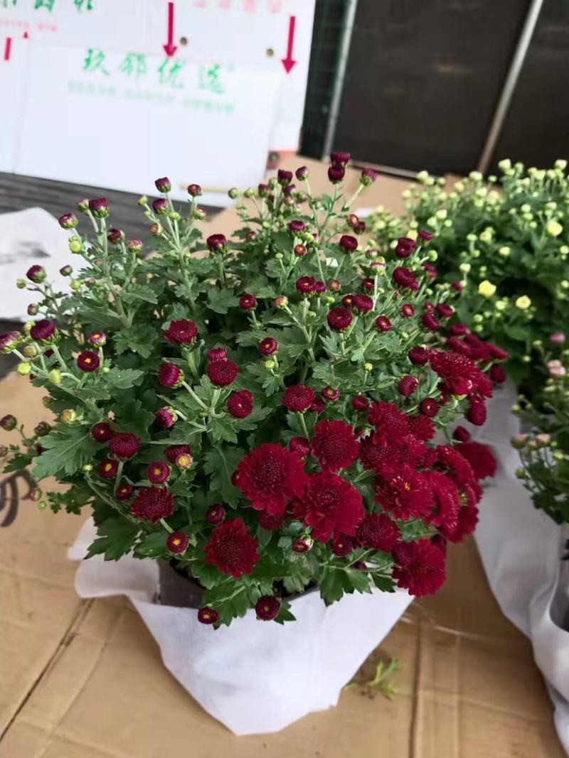 150#球菊菊花花苞多精选盆花实物实拍图发货标准如图