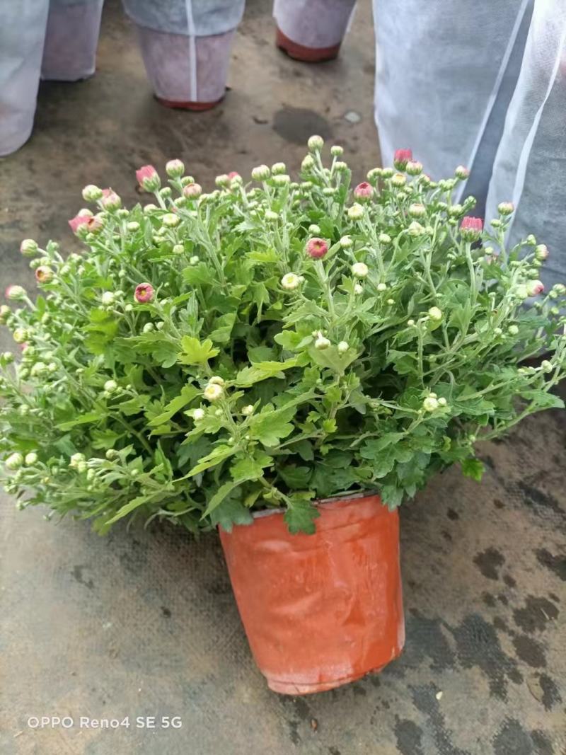 150#球菊菊花花苞多精选盆花实物实拍图发货标准如图