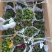 150#球菊菊花花苞多精选盆花实物实拍图发货标准如图