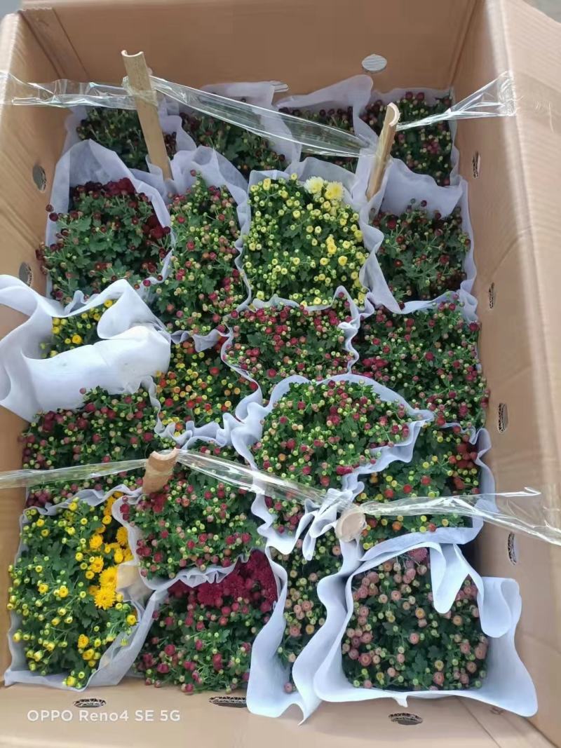 150#球菊菊花花苞多精选盆花实物实拍图发货标准如图