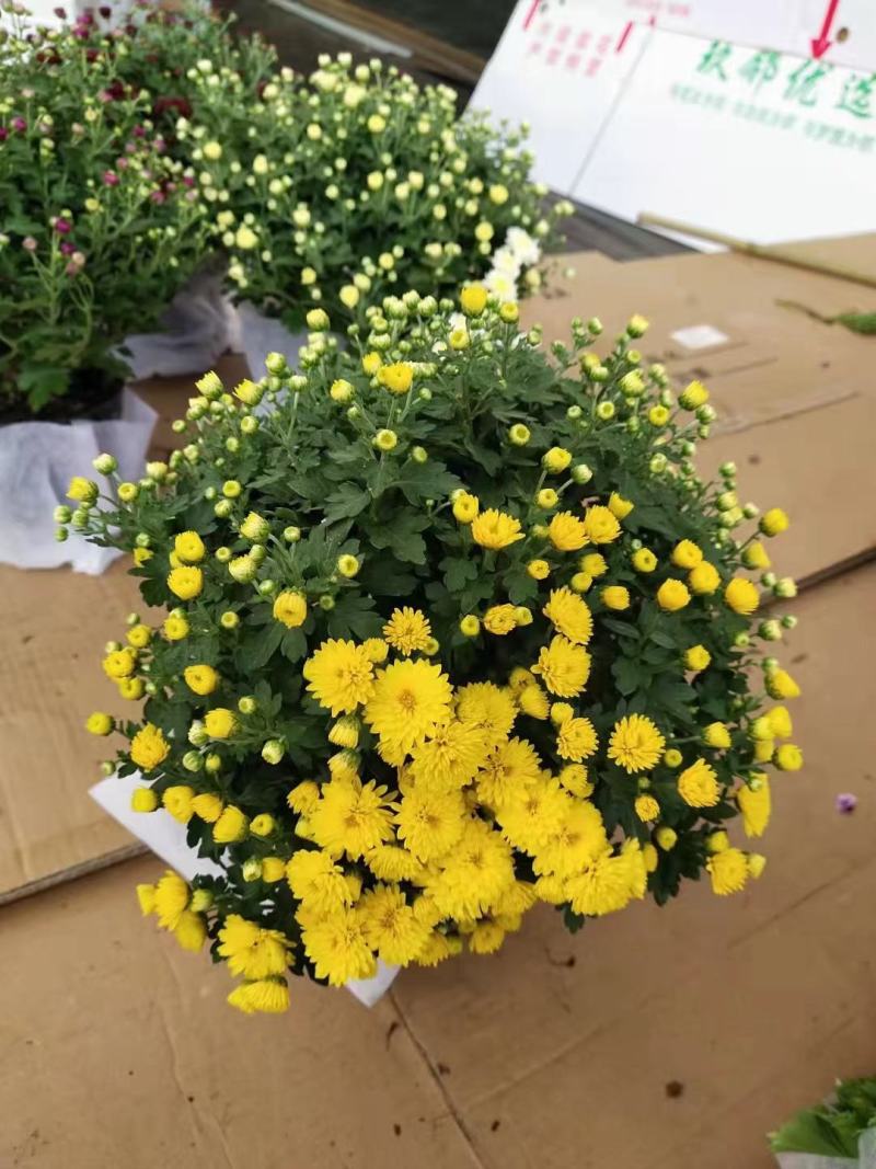 150#球菊菊花花苞多精选盆花实物实拍图发货标准如图
