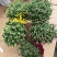 150#球菊菊花花苞多精选盆花实物实拍图发货标准如图