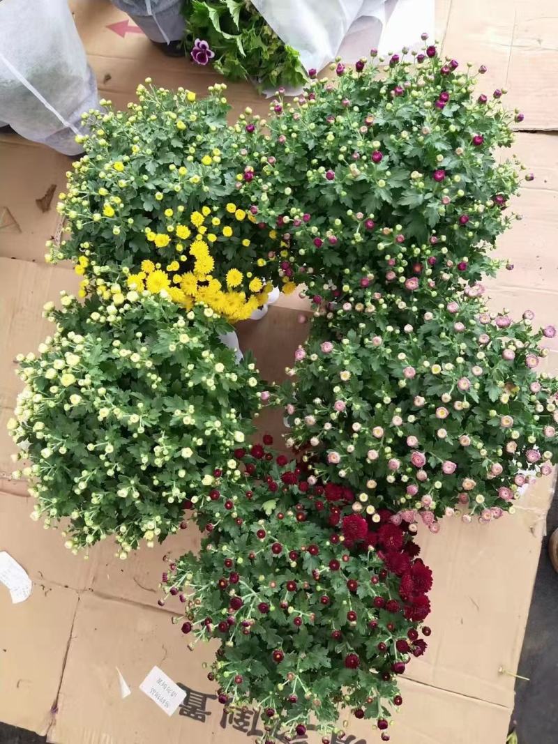 150#球菊菊花花苞多精选盆花实物实拍图发货标准如图