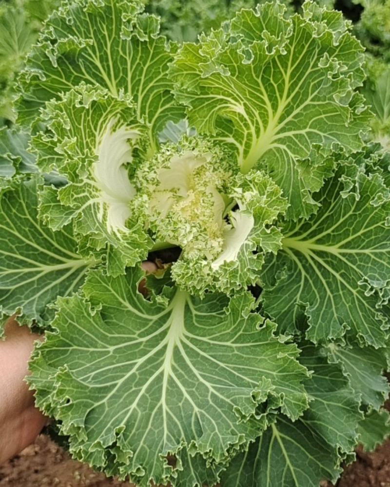 羽衣甘蓝冬季花坛、花镜重要观叶植物。观赏期长，叶色鲜艳