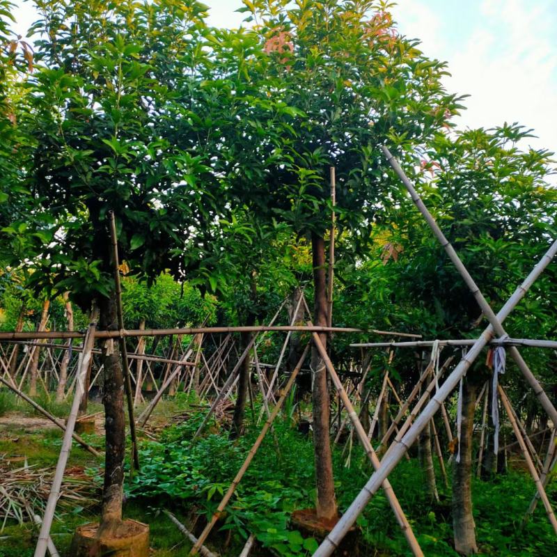 福建省漳州市供应绿庭院设计，芒果树大小规格袋苗