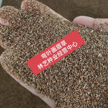 优质草坪种子弯叶画眉草种子护坡草坪种子耐寒耐旱草坪种