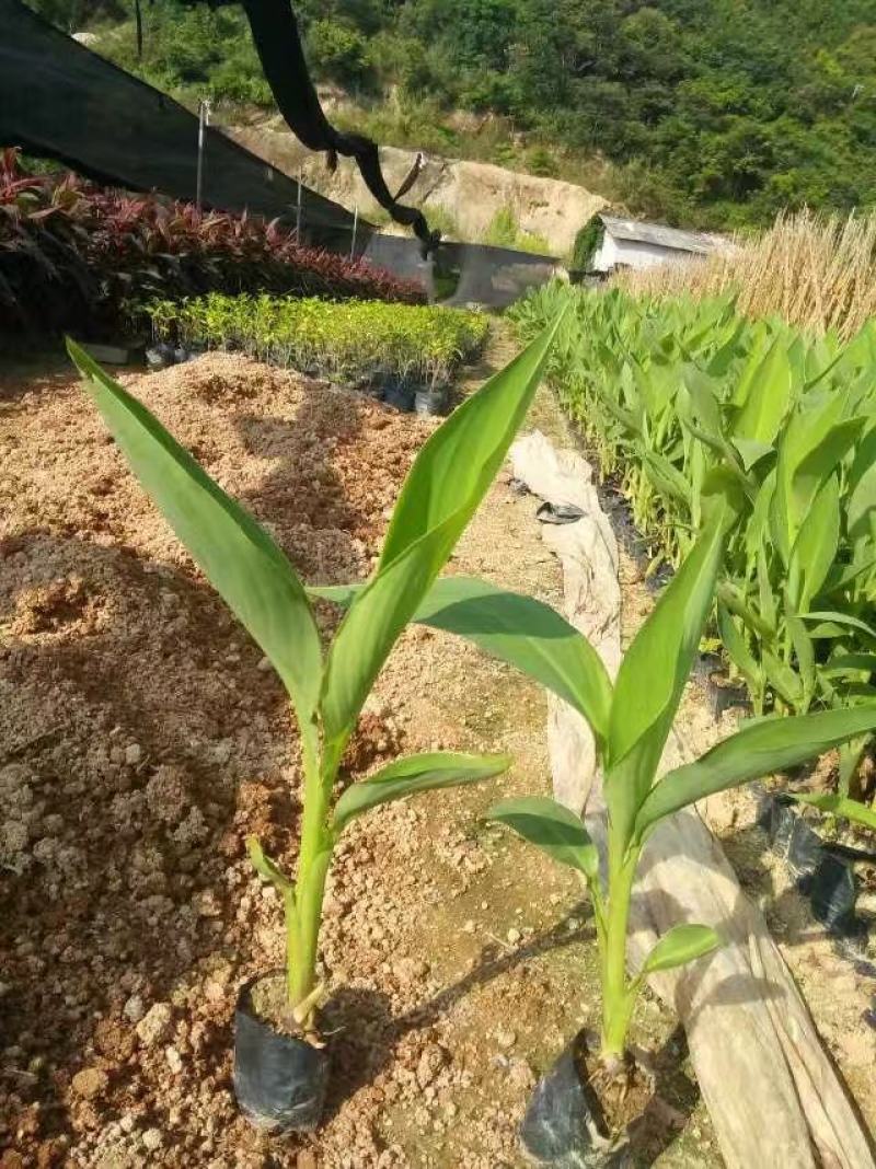 美人蕉福建漳州美人蕉绿化庭院设计基地直供大小规格袋苗