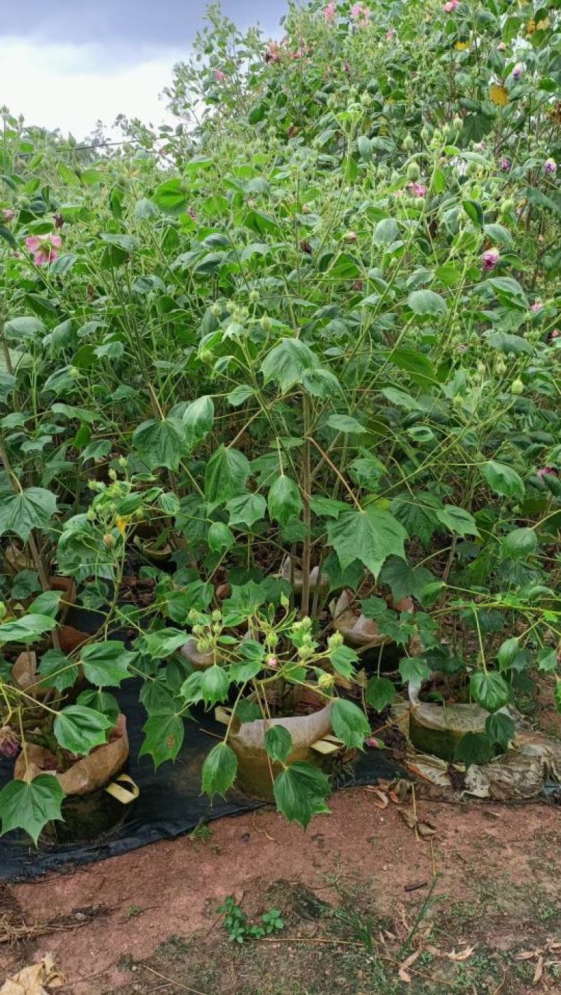 木芙蓉福建省漳州市供应绿庭院设计，木芙蓉大小规格袋苗