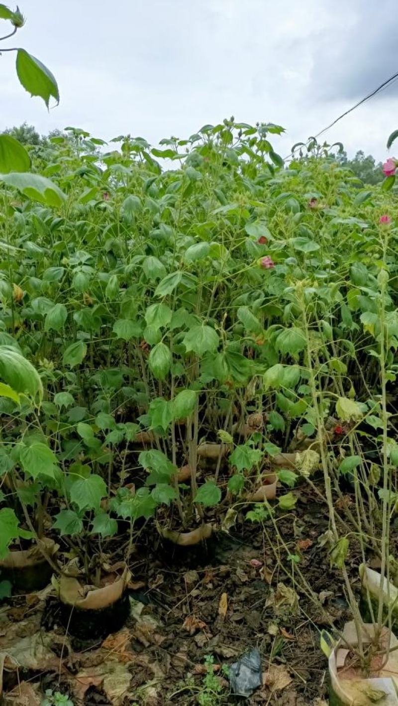 木芙蓉福建省漳州市供应绿庭院设计，木芙蓉大小规格袋苗