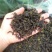 高山茶清香土山茶诏安富硒八仙茶潮汕八仙乌龙茶大坪土山茶
