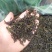 高山茶清香土山茶诏安富硒八仙茶潮汕八仙乌龙茶大坪土山茶