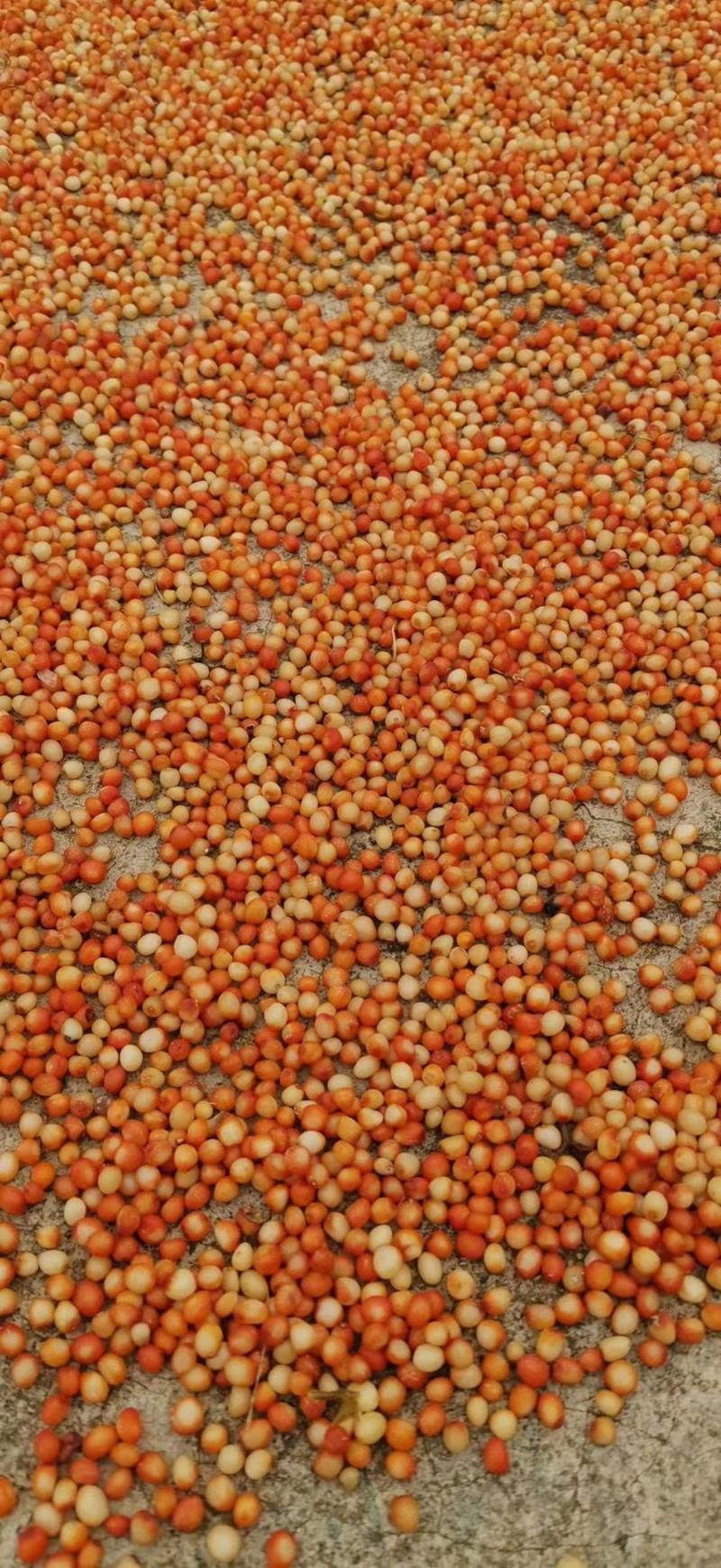 黄精种子.滇黄精籽种子、红花滇黄精种子、包种植技术。