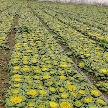 精品矮颗黄心菜/叶菜类蔬菜