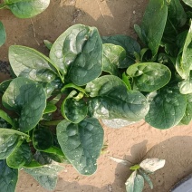 开封小菠菜，基地直销，量大从优