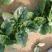 开封小菠菜，基地直销，量大从优