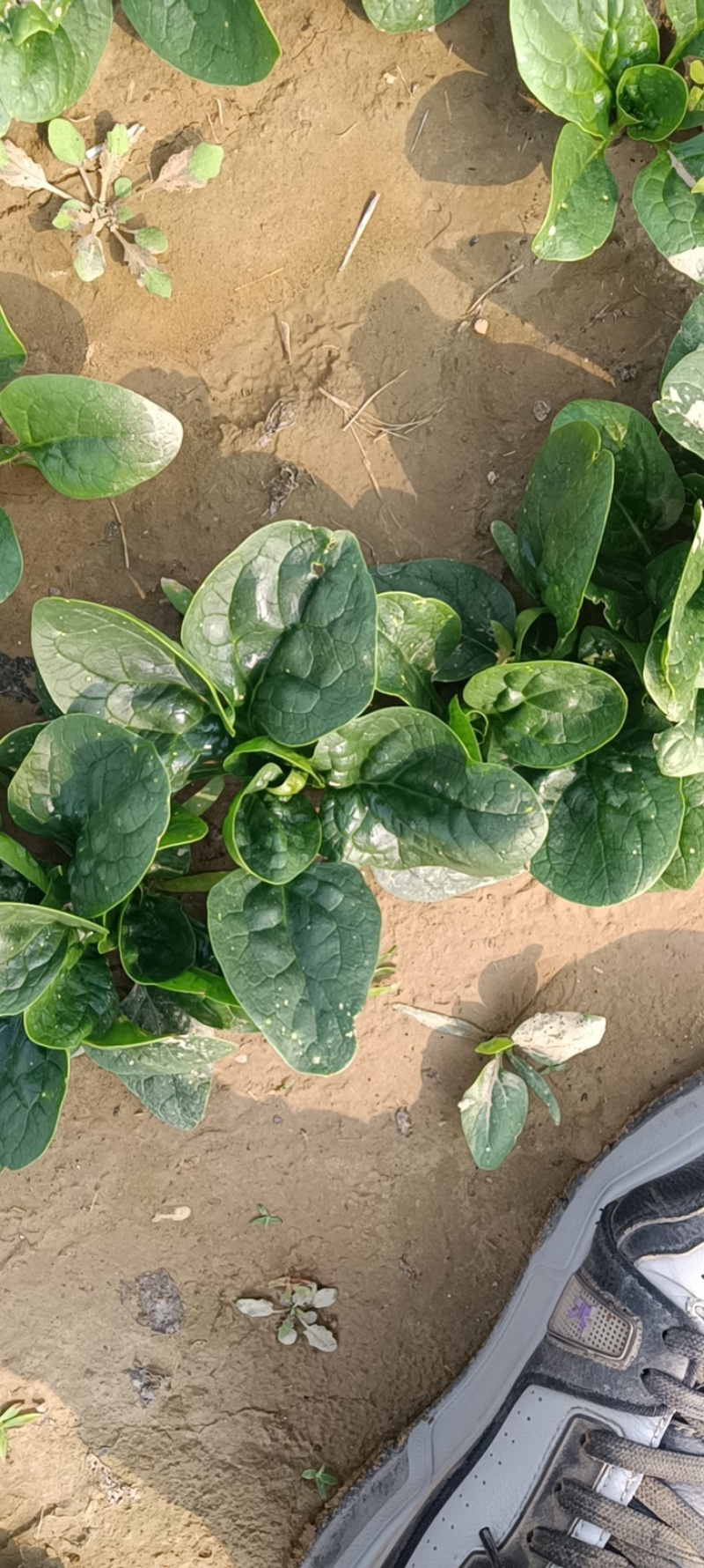 开封小菠菜，基地直销，量大从优