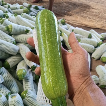 元谋蔬菜___翠绿西葫芦