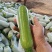 元谋蔬菜___翠绿西葫芦