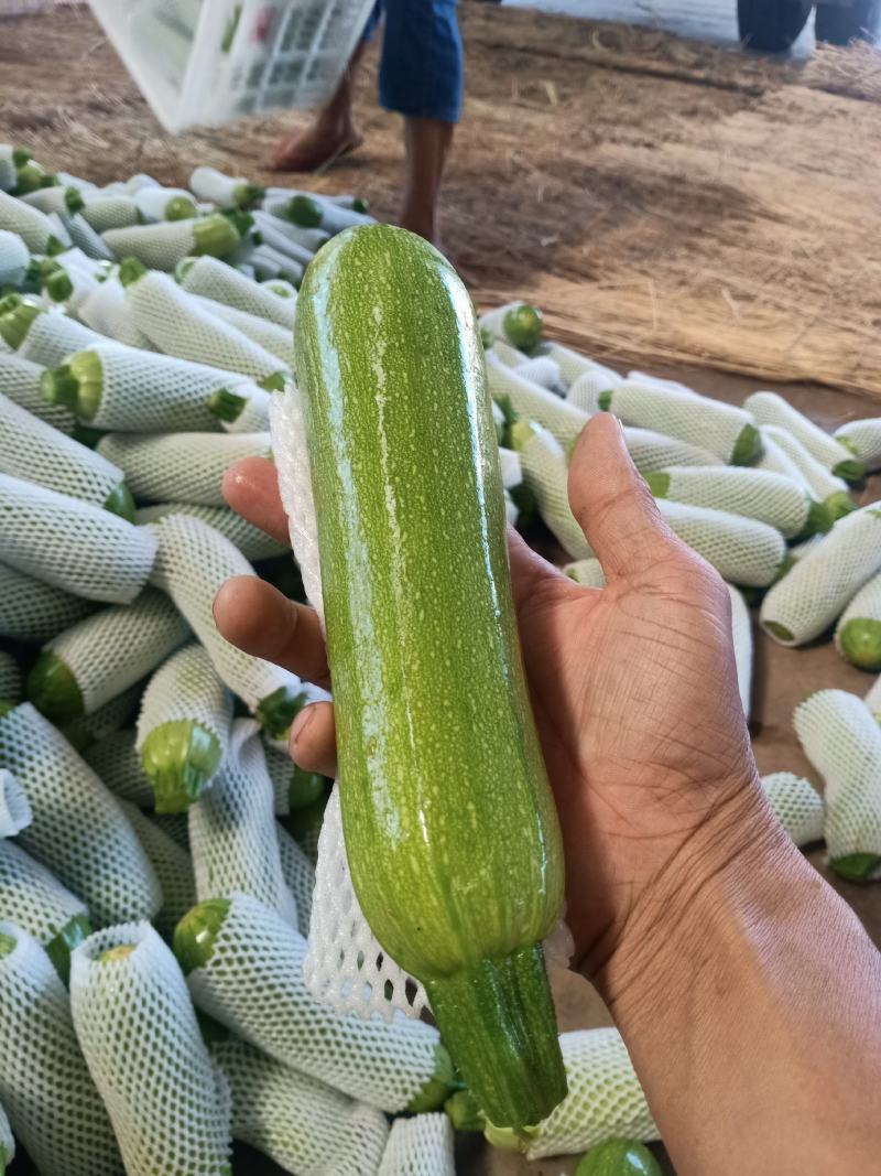 元谋蔬菜___翠绿西葫芦