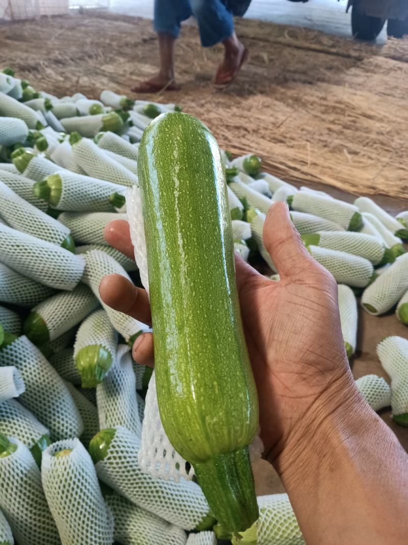 元谋蔬菜___翠绿西葫芦