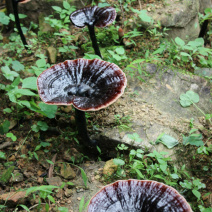 粤北仿野生椴木紫灵芝基地只销