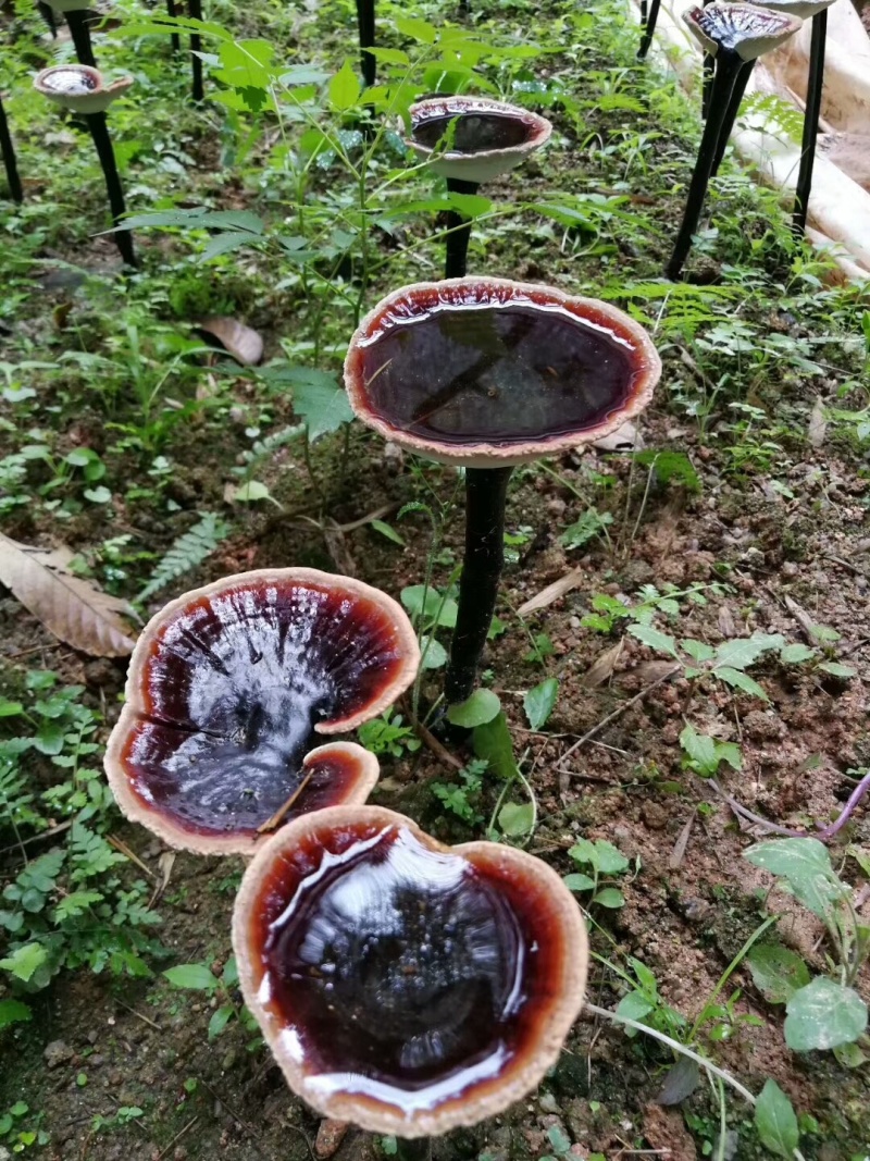 粤北仿野生椴木紫灵芝基地只销