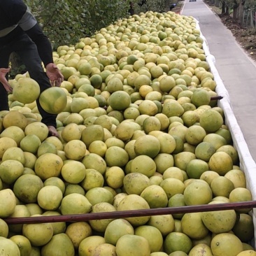 蒲江红心柚高次果大量上市