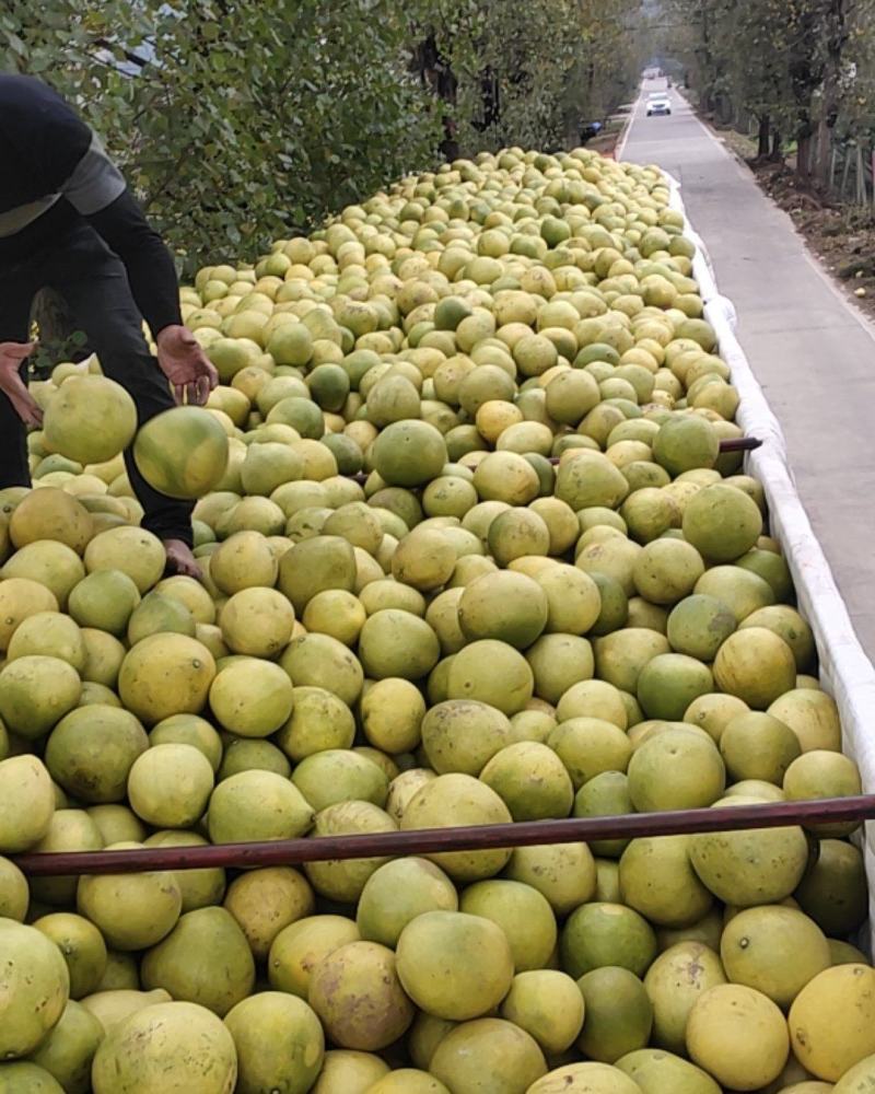 蒲江红心柚高次果大量上市