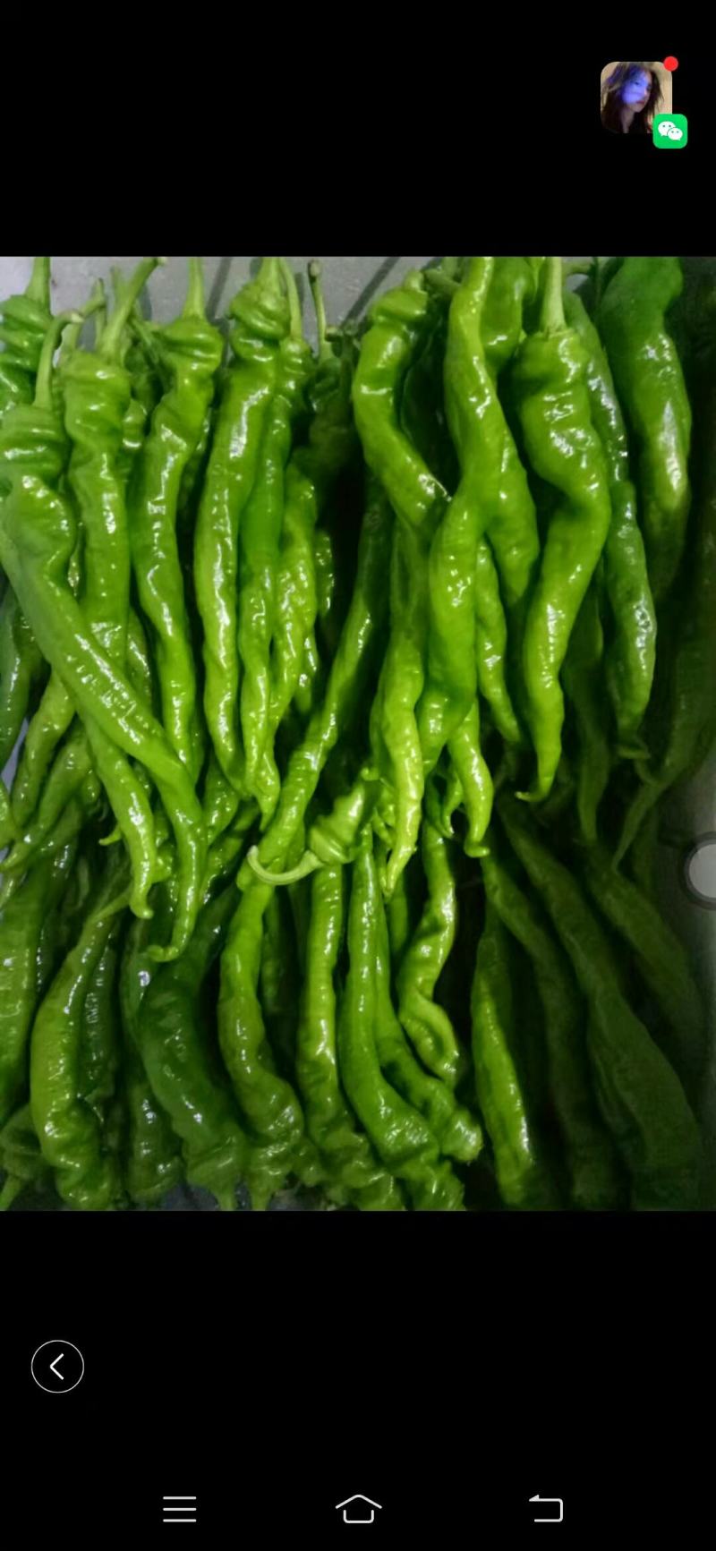 精品蔬菜种子，螺丝椒106早熟耐低温产量高果长23-28