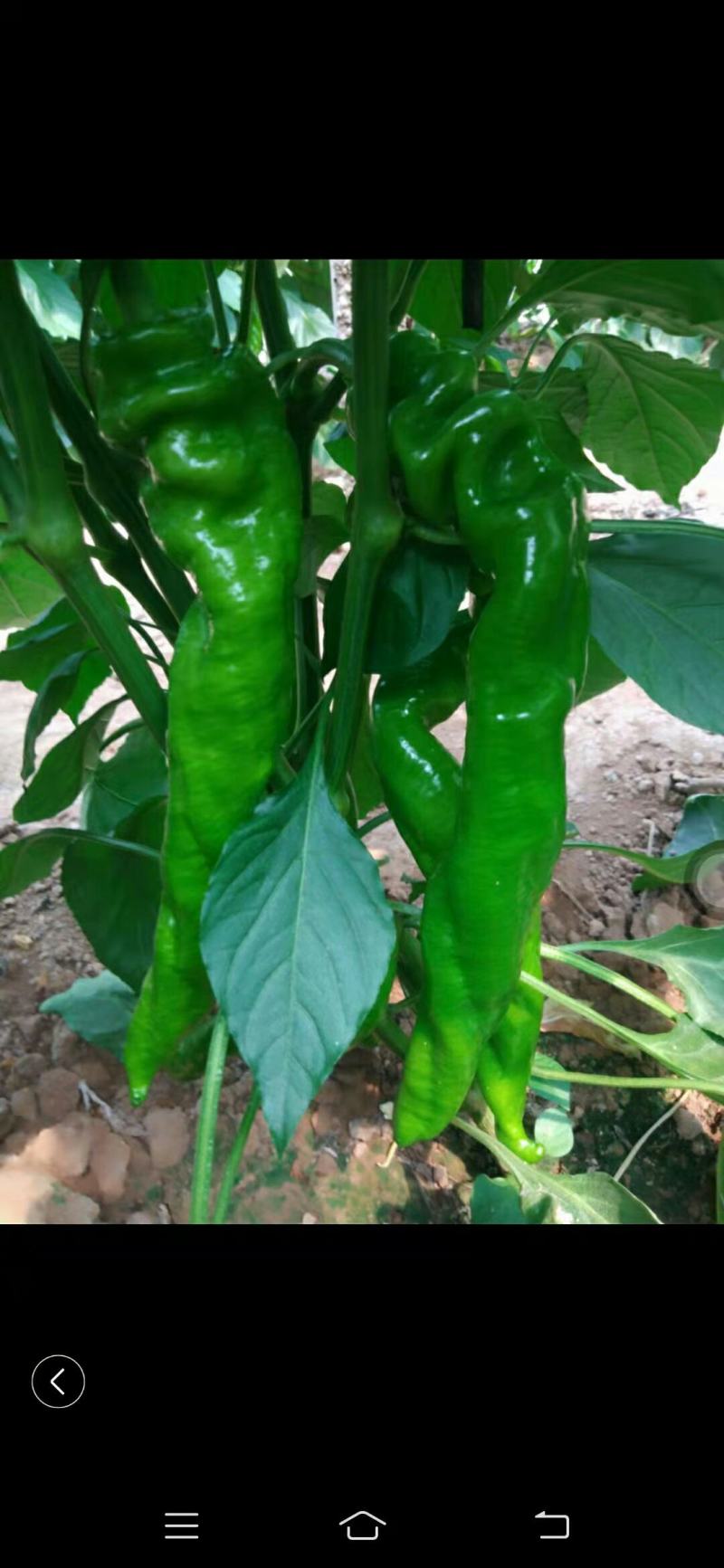 精品蔬菜种子，螺丝椒106早熟耐低温产量高果长23-28