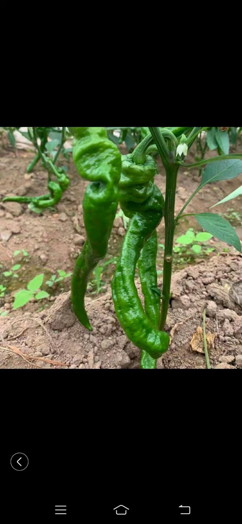 精品蔬菜种子，螺丝椒106早熟耐低温产量高果长23-28