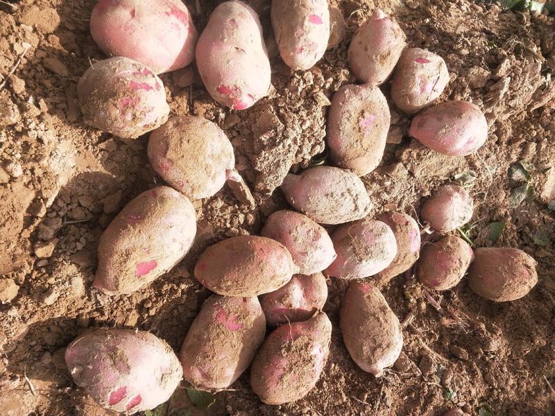 【臻实惠蔬菜】临洮土豆，青九，红皮洋芋，售向全国。