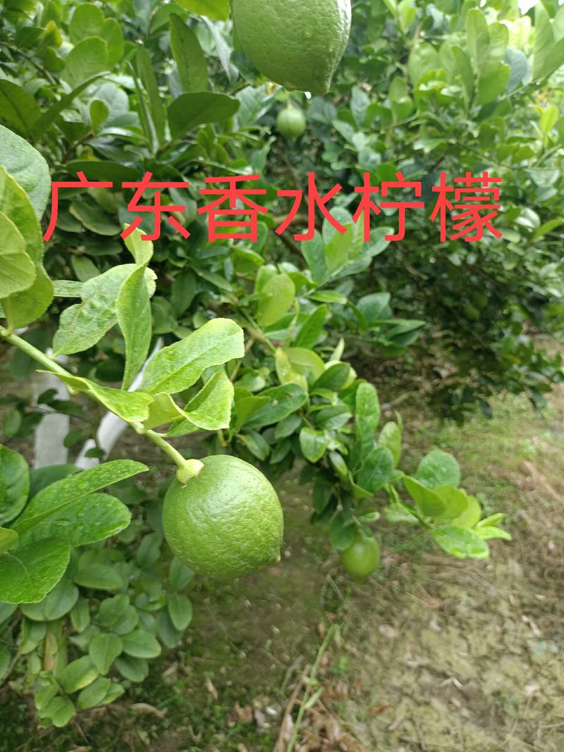 香水柠檬苗台湾，广东柠檬苗嫁接扦插苗无籽青柠檬苗