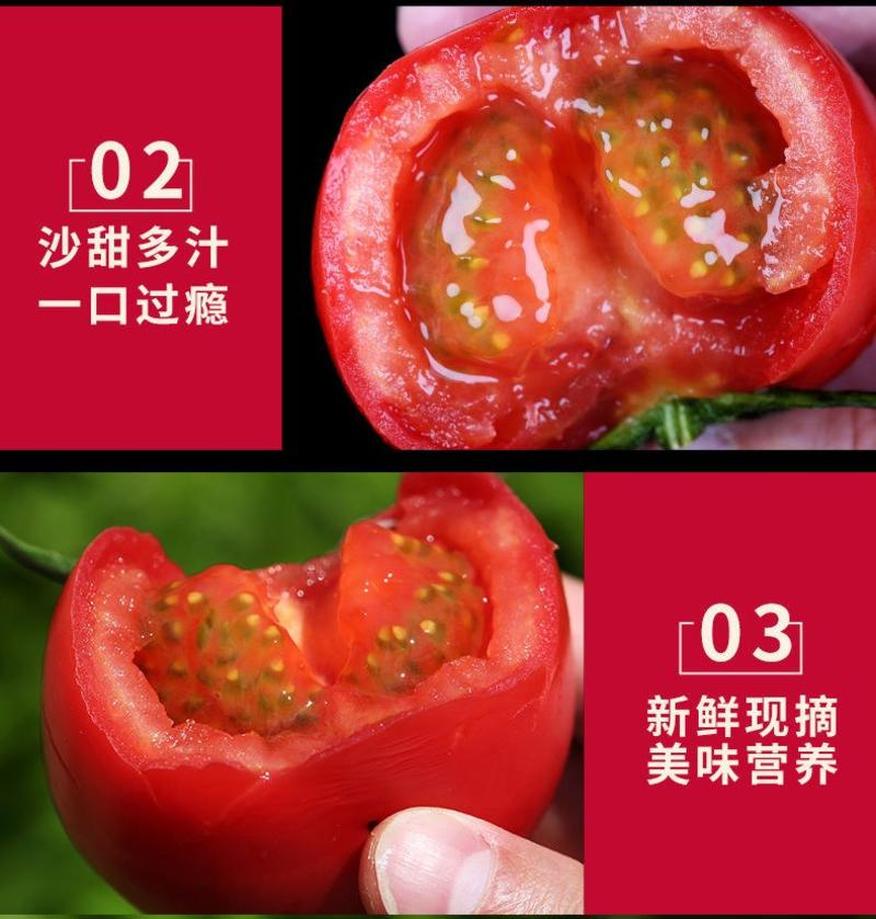 西红柿新鲜蔬菜话家小番茄孕妇水果自然熟带箱10斤装包邮