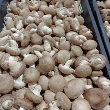 鲜香菇供应