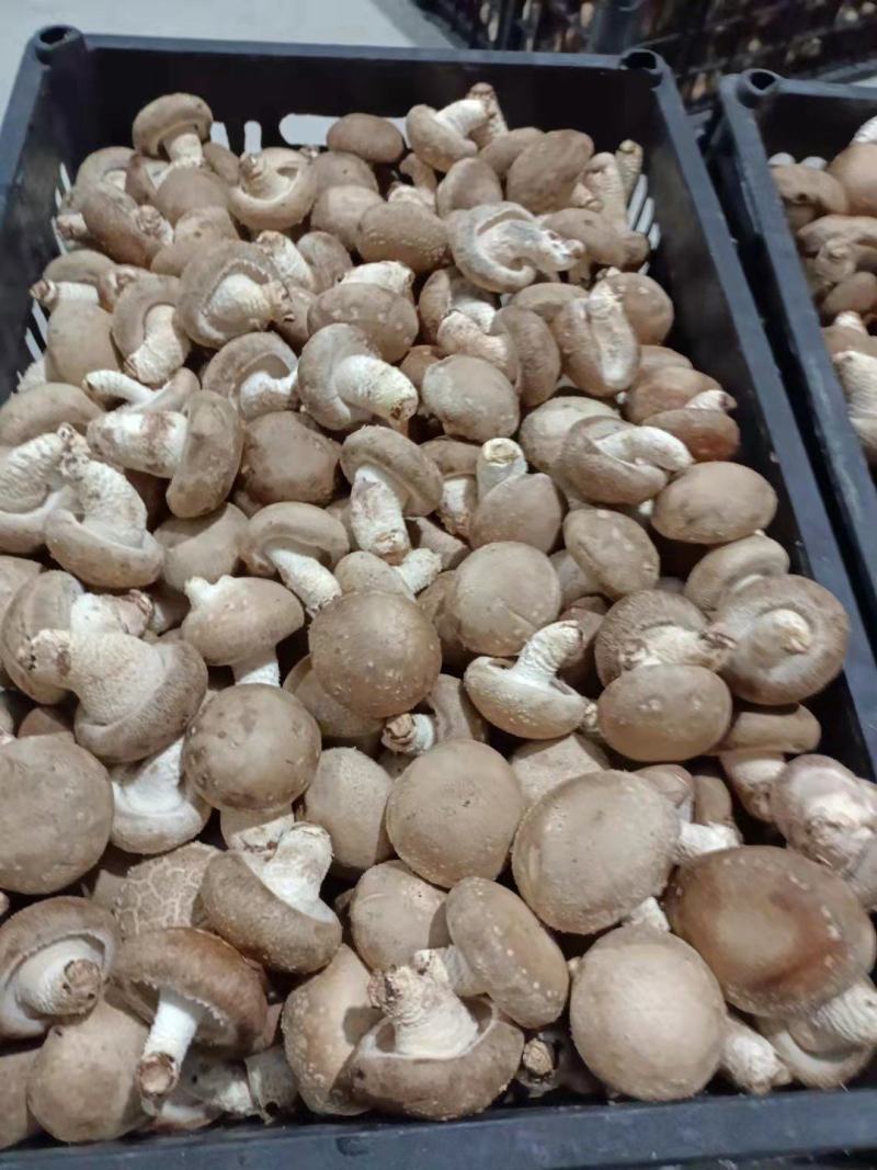 鲜香菇供应