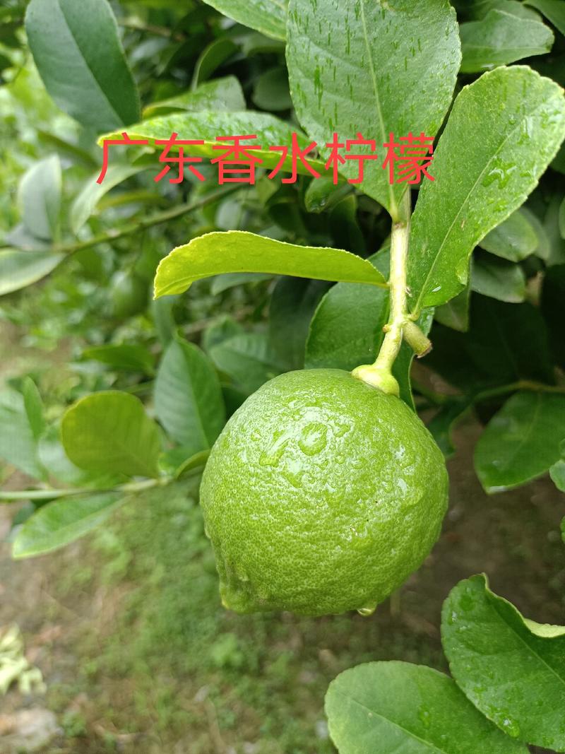 香水柠檬苗台湾，广东柠檬苗嫁接扦插苗无籽青柠檬苗