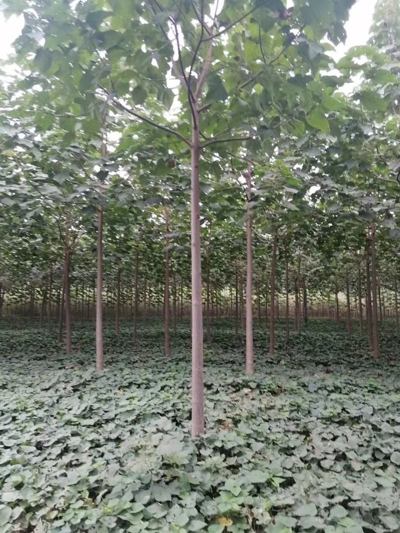 供应泡桐苗，各种规格的泡桐树苗2-20公分，量大价格低