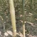 供应泡桐苗，各种规格的泡桐树苗2-20公分，量大价格低