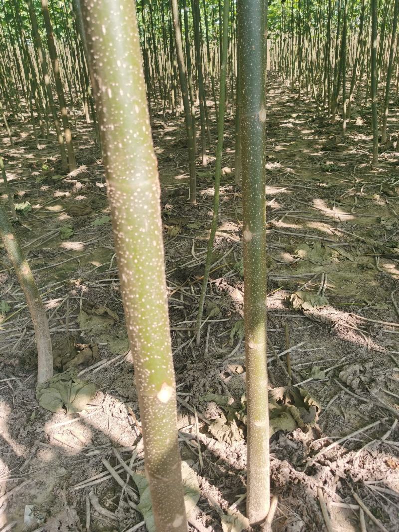 供应泡桐苗，各种规格的泡桐树苗2-20公分，量大价格低