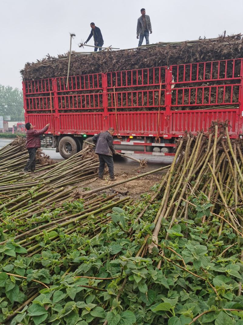 供应泡桐苗，各种规格的泡桐树苗2-20公分，量大价格低