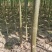 供应泡桐苗，各种规格的泡桐树苗2-20公分，量大价格低