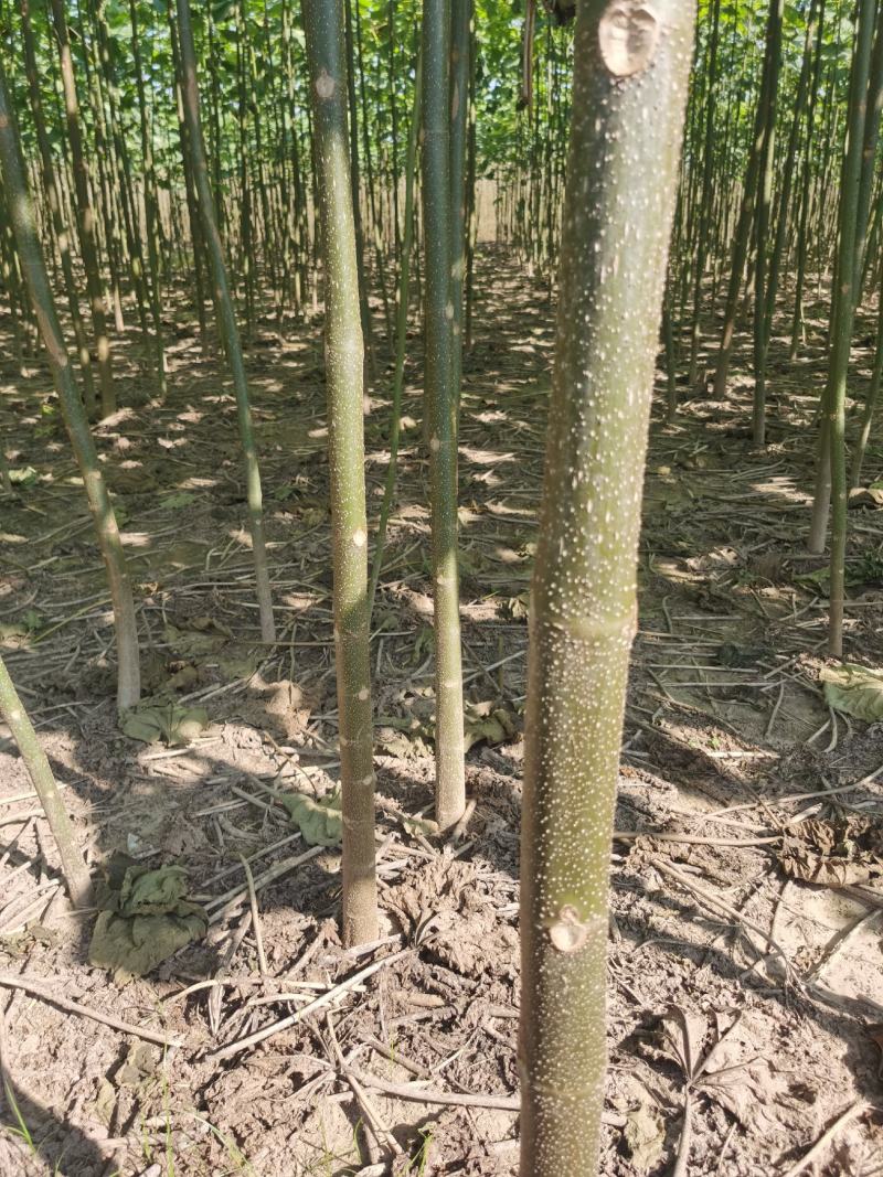 供应泡桐苗，各种规格的泡桐树苗2-20公分，量大价格低