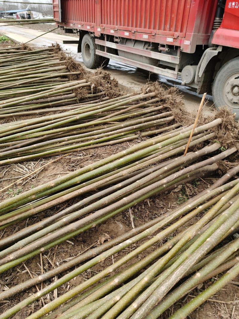 供应泡桐苗，各种规格的泡桐树苗2-20公分，量大价格低