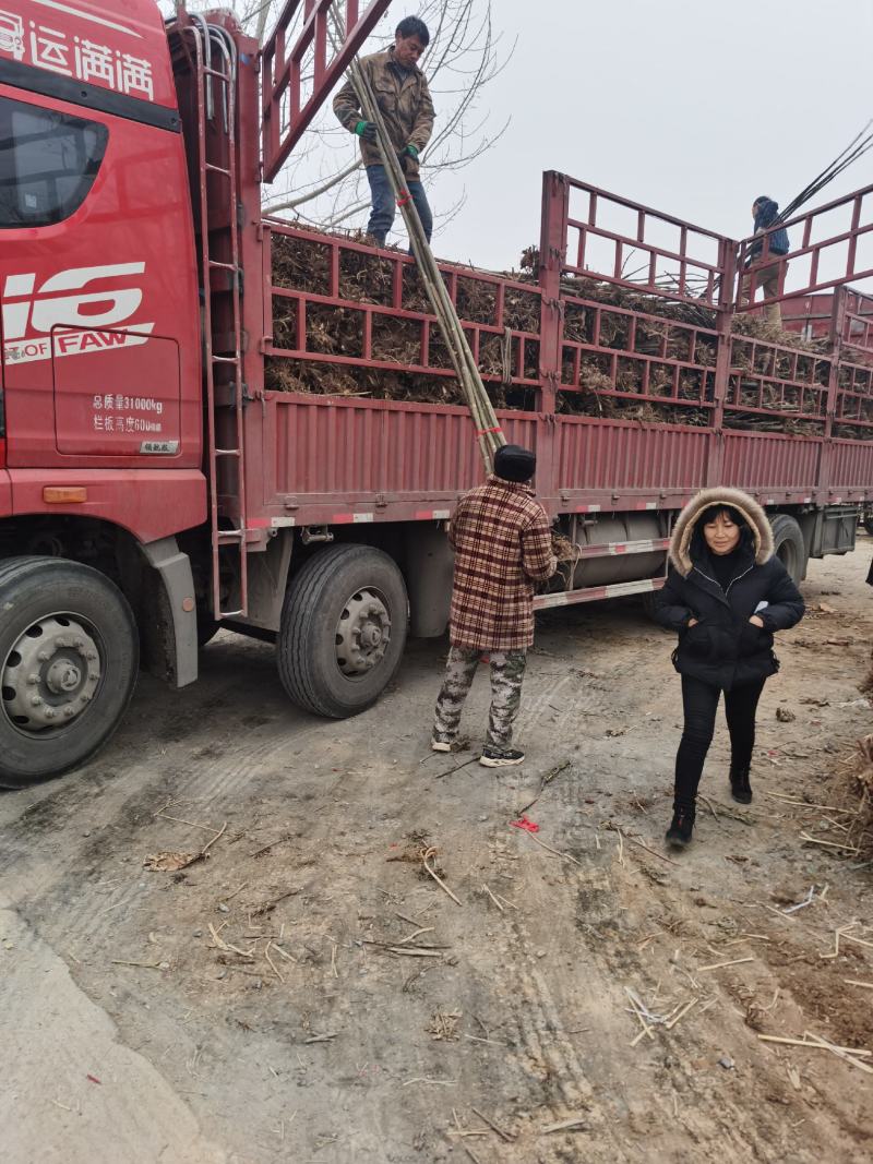 供应泡桐苗，各种规格的泡桐树苗2-20公分，量大价格低