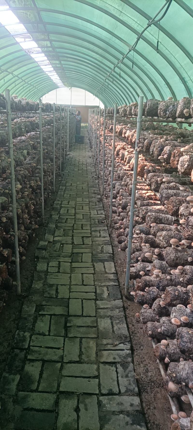 鲜香菇供应