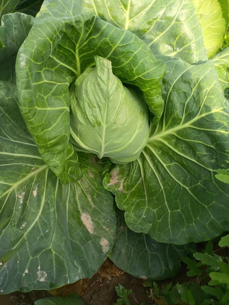 精品牛心菜，大量上市