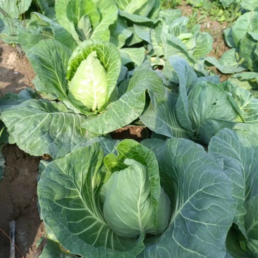 精品牛心菜，大量上市